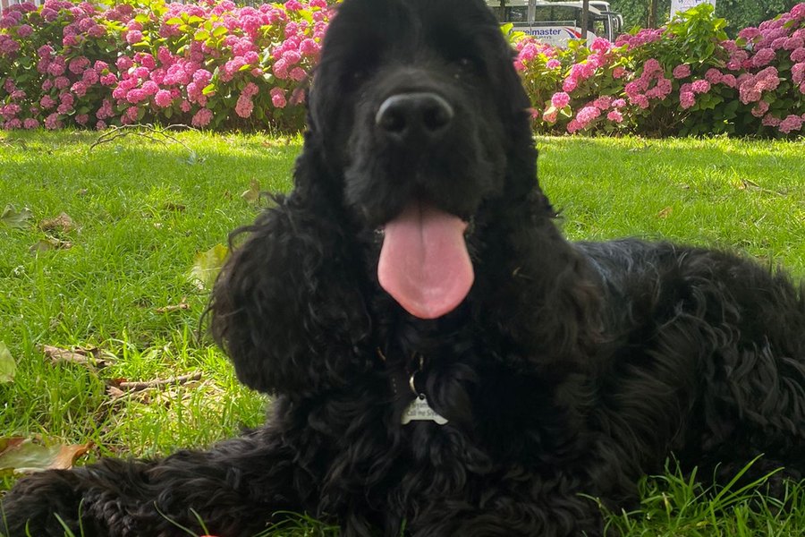 Siya, een zwarte cockerspaniël in het park